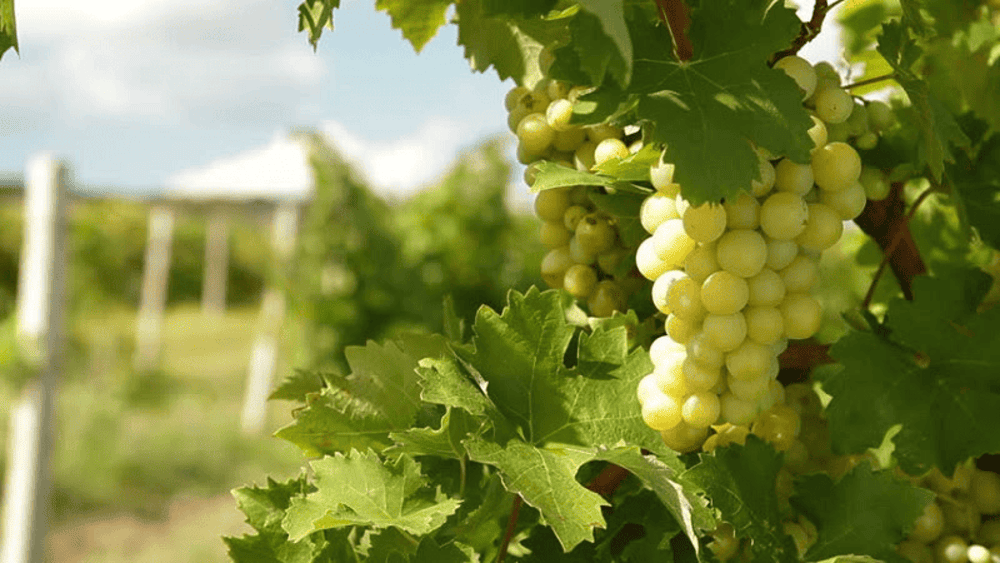 nho Moscato