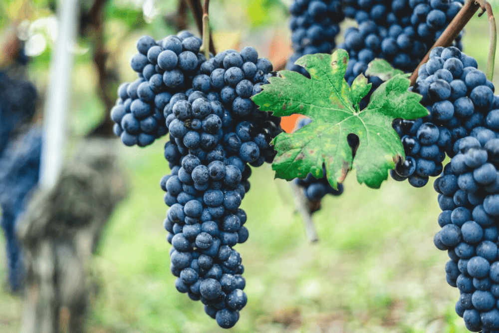 nho Nebbiolo