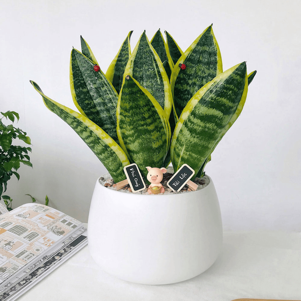 tặng cây cảnh tân gia nhà mới