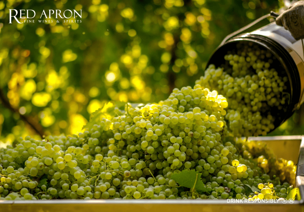 giống nho làm rượu vang prosecco