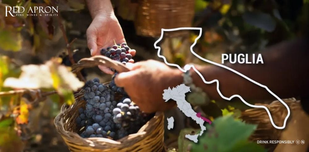 Vườn nho Negroamaro tại Puglia vào mùa thu hoạch, chùm nho vỏ dày xanh đen dưới nắng Địa Trung Hải.