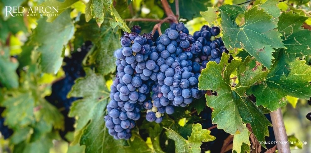 Banfi. 2	2. Sangiovese là gì? Đặc điểm nổi bật…	Vườn nho Sangiovese tại Tuscany	Vườn nho Sangiovese ở Tuscany – cái nôi của những chai vang Ý nổi tiếng.	Cánh đồng nho Sangiovese chín đỏ tại Tuscany, Ý – nguồn gốc rượu vang Sangiovese.