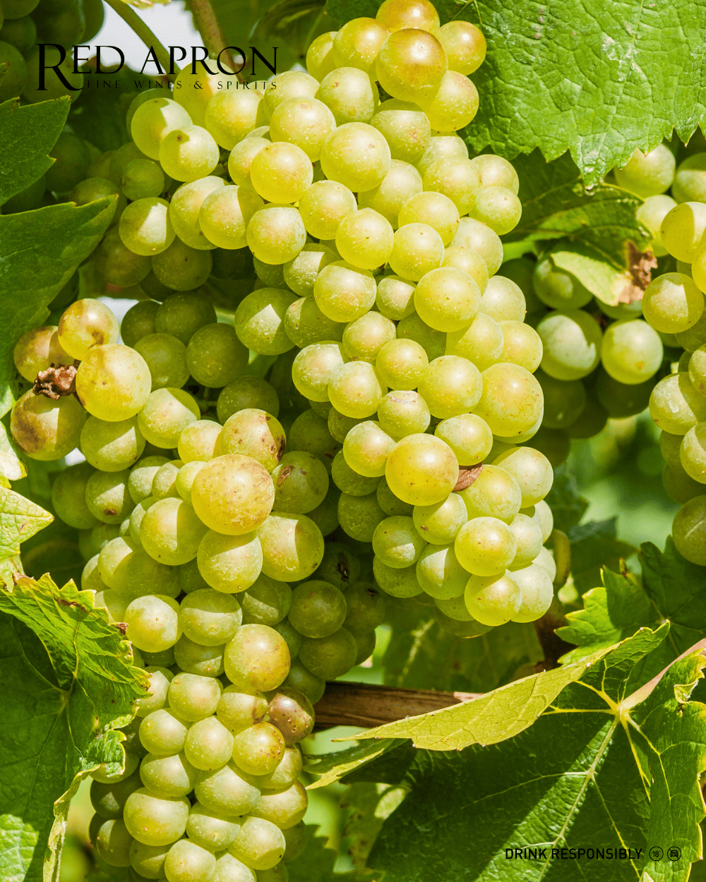 Các giống nho chính trong vang Vino Bianco Veneto