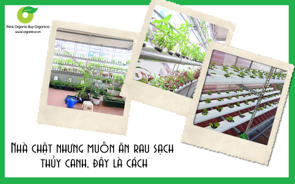 Nhà chật nhưng muốn ăn rau sạch thủy canh, đây là cách