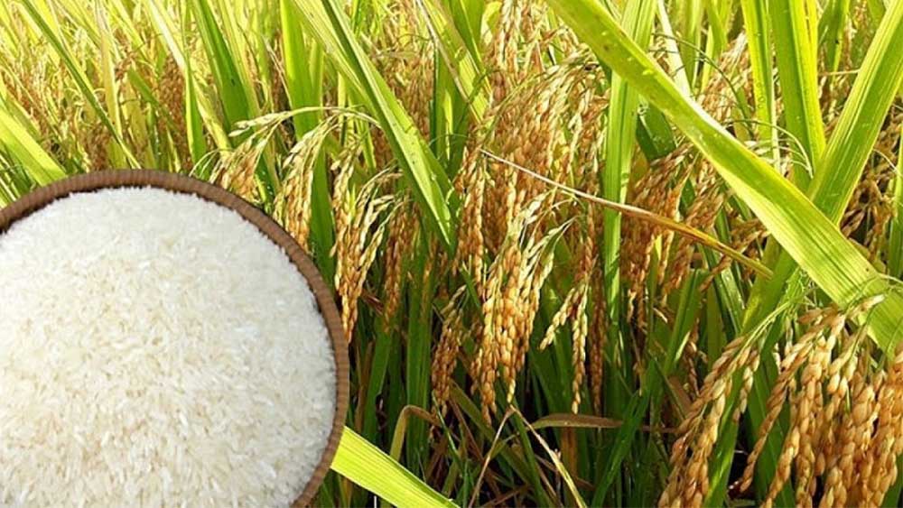 Giá lúa gạo hôm nay 30/6: Tiếp tục khởi sắc