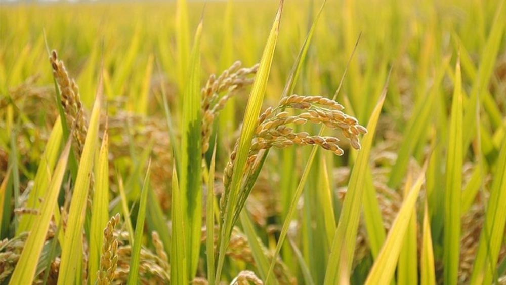 Giá lúa gạo hôm nay 1/10 và tổng kết tuần qua: Giá lúa gạo tăng 100 – 200 đồng/kg