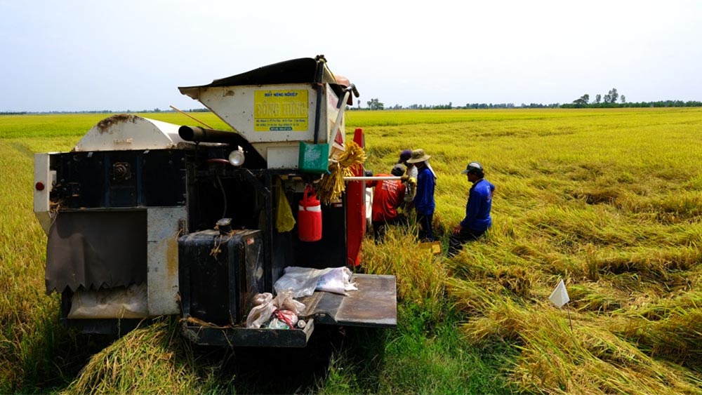 Giá lúa gạo hôm nay ngày 10/10: Giá gạo xuất khẩu tăng trở lại