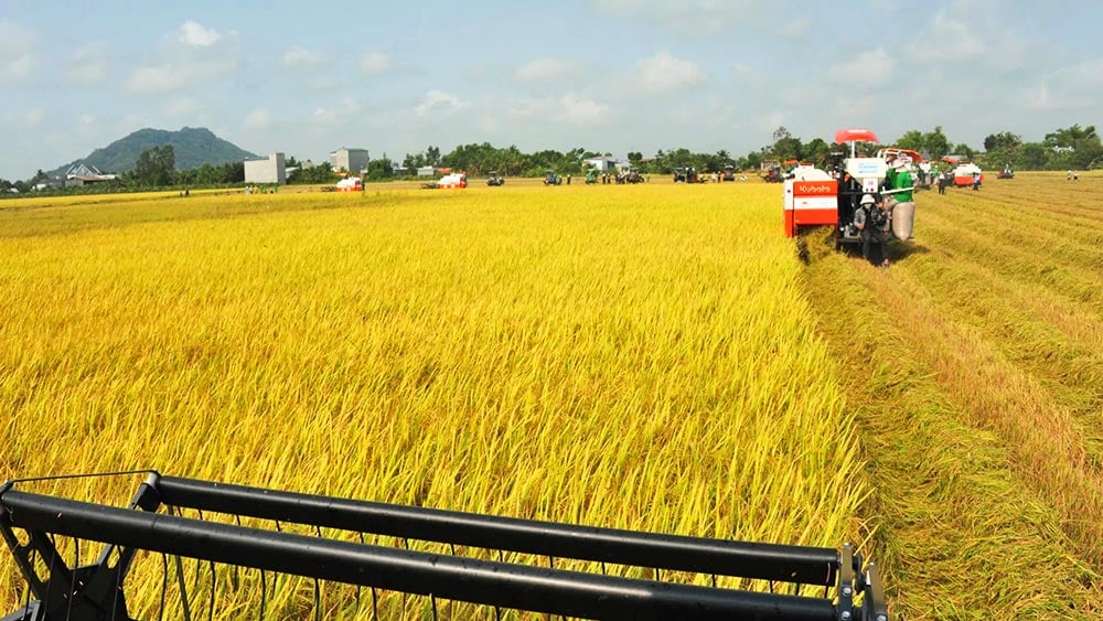 Giá lúa gạo hôm nay 11/10/2023: Giá gạo xuất khẩu tăng