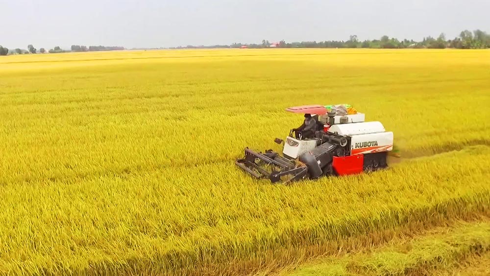 Giá lúa gạo hôm nay ngày 9/10: Giá gạo tăng mạnh nhất 3.000 đồng/kg