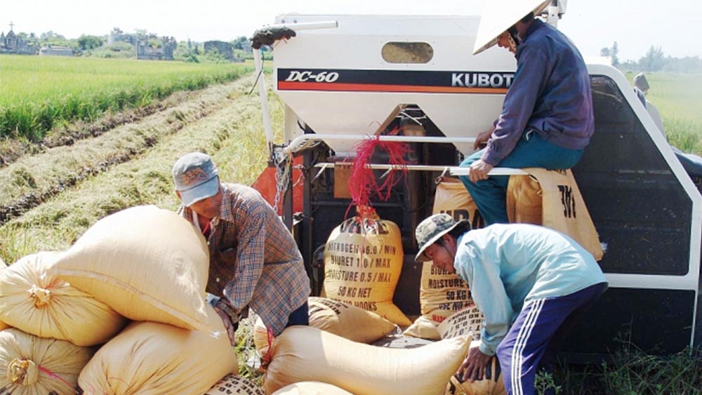 Giá lúa gạo hôm nay ngày 15/9: Dứt đà giảm, gạo thành phẩm và nguyên liệu tăng trở lại