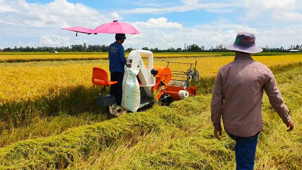 Giá lúa gạo hôm nay ngày 17/10: Giá gạo tăng mạnh 400 đồng/kg, giao dịch mua bán cầm chừng