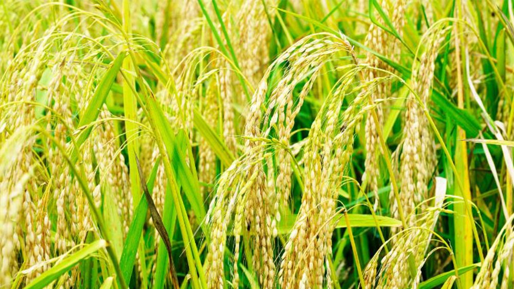 Giá lúa gạo hôm nay 18/10/2023: Giá gạo tiếp đà tăng cao