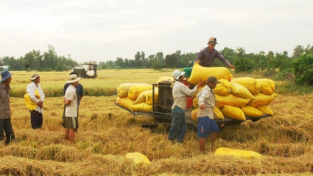 Giá lúa gạo hôm nay ngày 20/9: Giá gạo giảm, thị trường giao dịch chậm