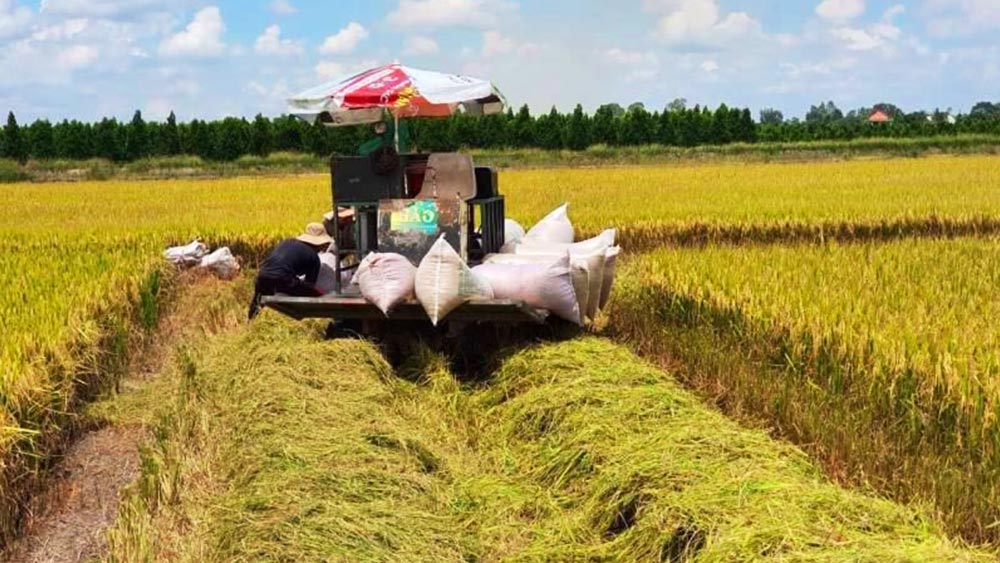 Giá lúa gạo hôm nay ngày 22/9: Đà giảm giá tiếp tục kéo dài