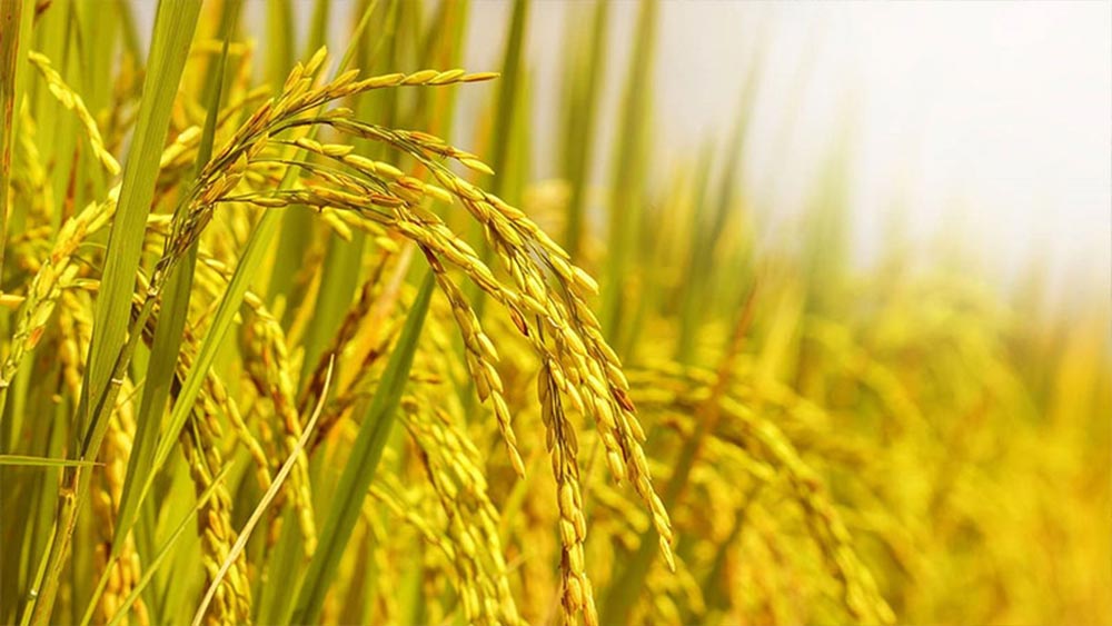 Giá lúa gạo hôm nay ngày 24/9 và tổng kết tuần qua: Giảm kéo dài trong tuần, cuối tuần bật tăng
