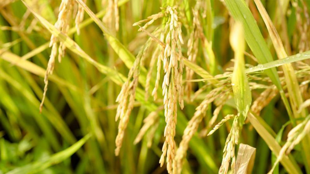 Giá lúa gạo hôm nay 25/9: Tiếp tục đà tăng trong phiên giao dịch đầu tuần