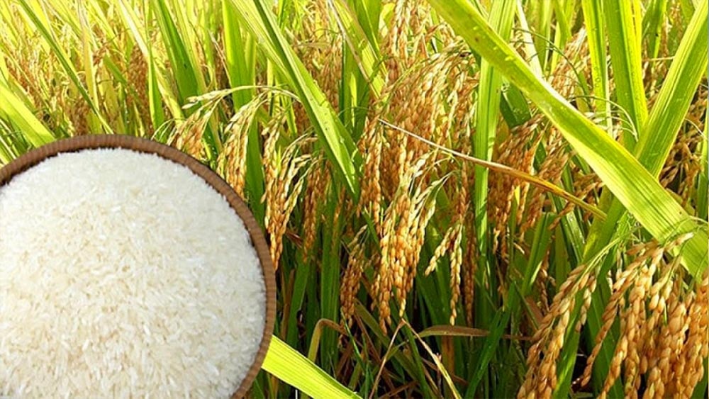 Giá lúa gạo hôm nay ngày 8/9: Giá gạo trong nước đồng loạt tăng 200 đồng/kg