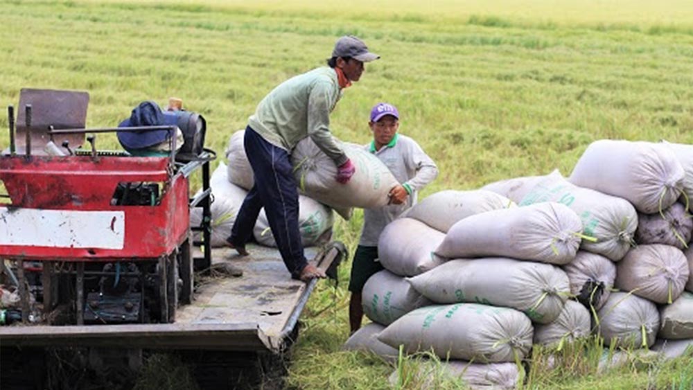 Giá lúa gạo hôm nay ngày 8/10 và tổng kết tuần qua: Giá lúa giảm, giá gạo tăng