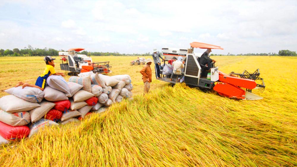 Giá lúa gạo hôm nay ngày 20/10: Tiếp đà tăng, doanh nghiệp mua nhỏ giọt