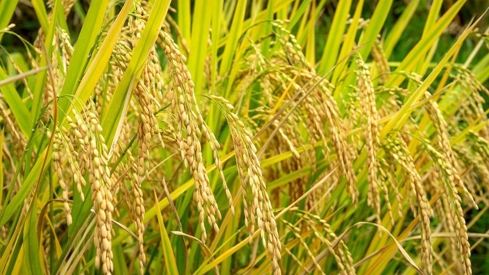 Giá lúa gạo hôm nay ngày 5/9: Giá gạo đồng loạt giảm 300 – 550 đồng/kg
