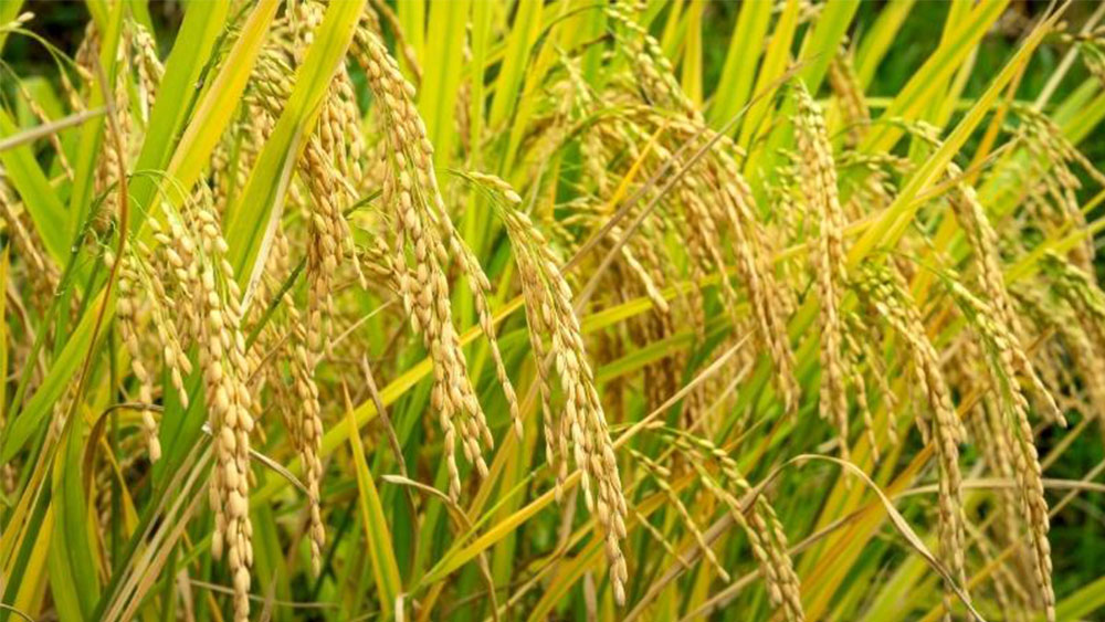Giá lúa gạo hôm nay 15/8: Giá gạo xuất khẩu đột ngột giảm