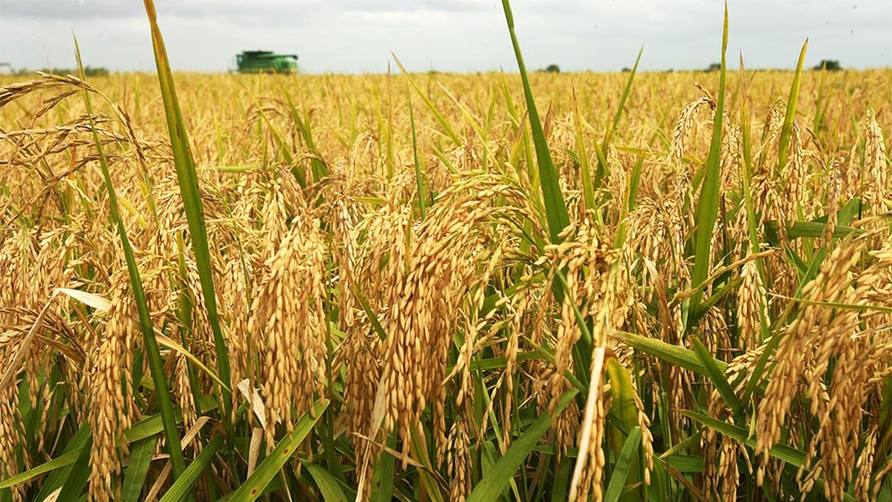 Giá lúa gạo hôm nay 24/8: Giá lúa đồng loạt tăng