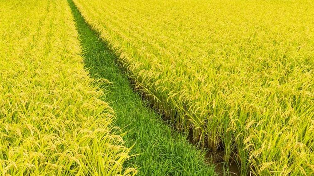 Giá lúa gạo hôm nay ngày 29/8: Giá gạo xuất khẩu tăng 5 USD/tấn
