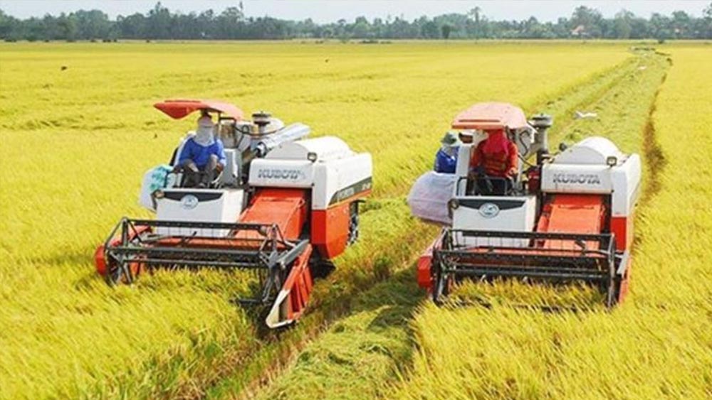 Giá lúa gạo hôm nay 6/9/2023: Giá gạo giảm mạnh, giá lúa đi ngang