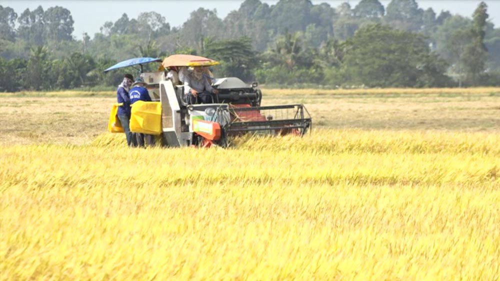 Hôm nay ngày 7/9: Giá gạo xuất khẩu đồng loạt giảm 10 USD/tấn