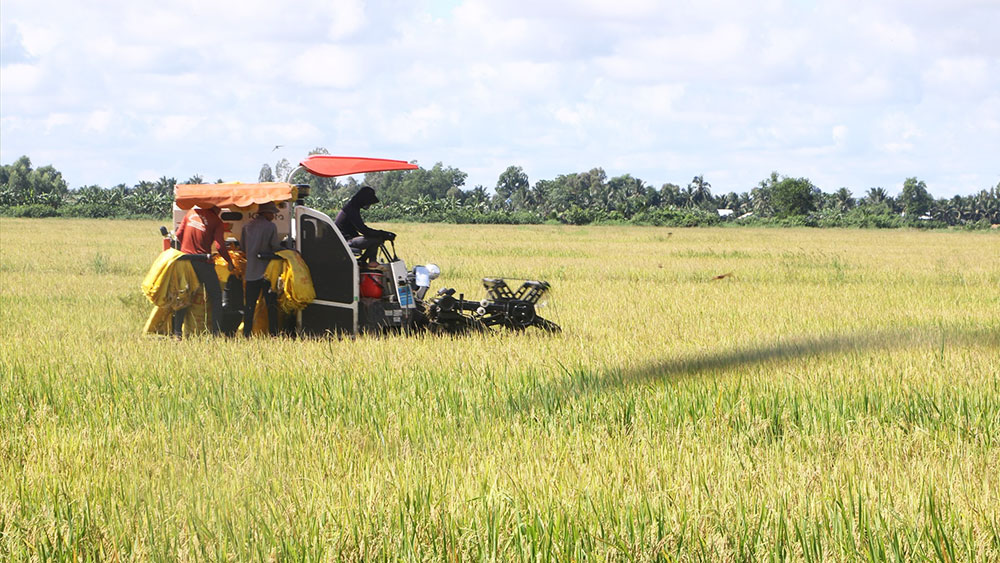 Giá lúa gạo hôm nay ngày 8/8/2023: Giá lúa tiếp đà tăng mạnh 300 – 600 đồng/kg
