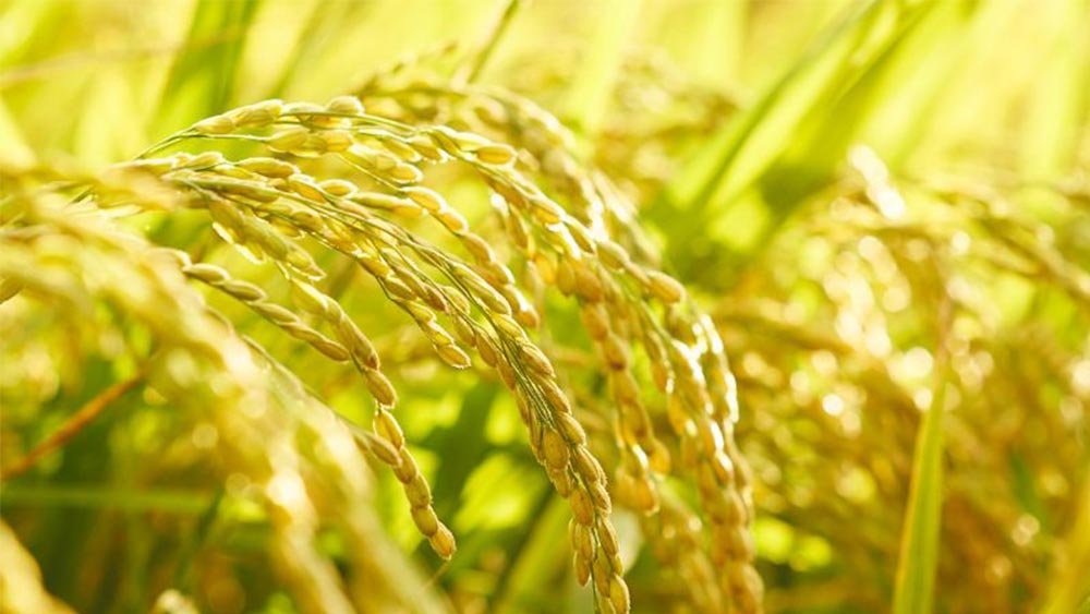 Giá lúa gạo hôm nay ngày 31/8: Giá neo cao, thị trường giao dịch chậm trước kỳ nghỉ lễ