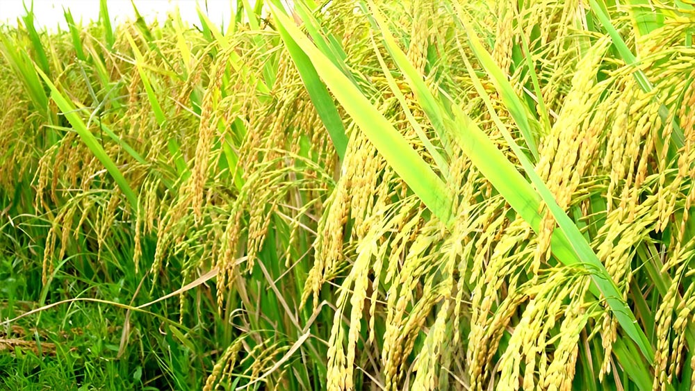 Giá lúa gạo hôm nay ngày 13/7/2023: Giá gạo quay đầu giảm; giao dịch ổn định, nhu cầu mua cao