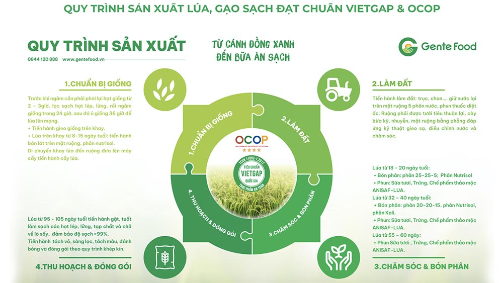 Quy trình sản xuất luá, gạo sạch đạt chuẩn Vietgap & OCOP