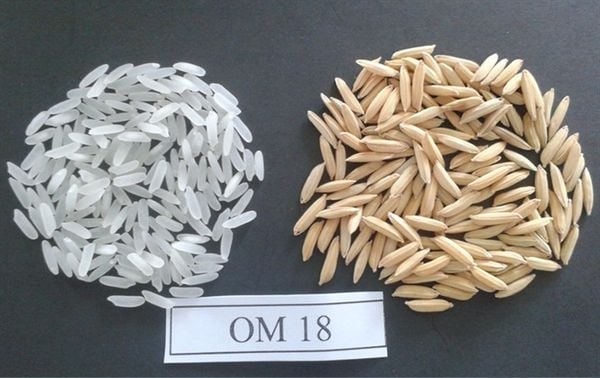 phân biệt gạo OM18 GENTE