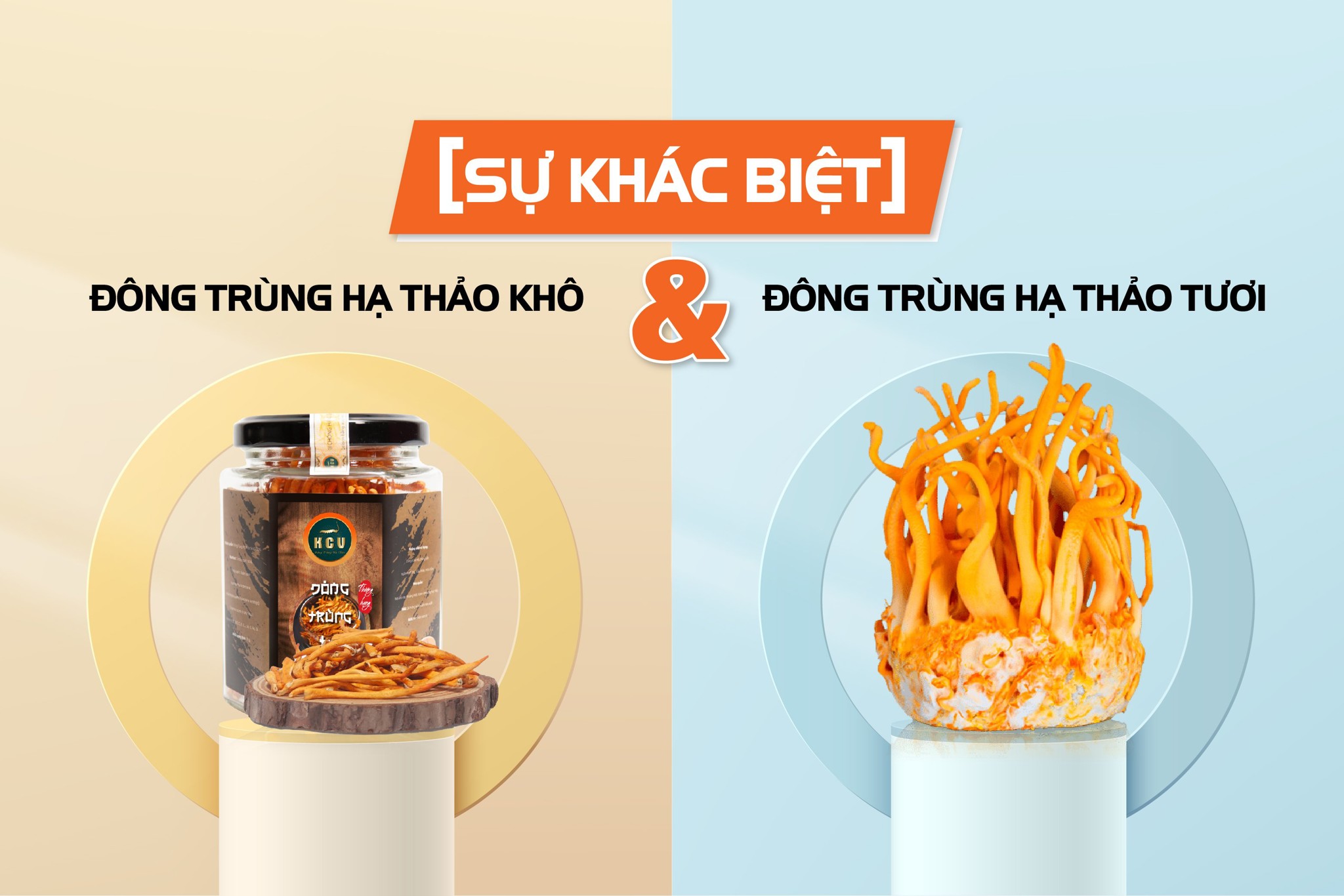 Sự khác biệt giữa đông trùng hạ thảo tươi và khô