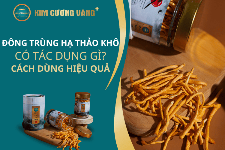 Đông Trùng Hạ Thảo khô có tác dụng gì? Nên sử dụng như thế nào hiệu quả