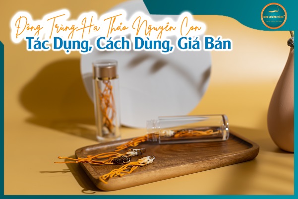 Đông Trùng Hạ Thảo Nguyên Con: Tác Dụng, Cách Dùng, Giá Bán