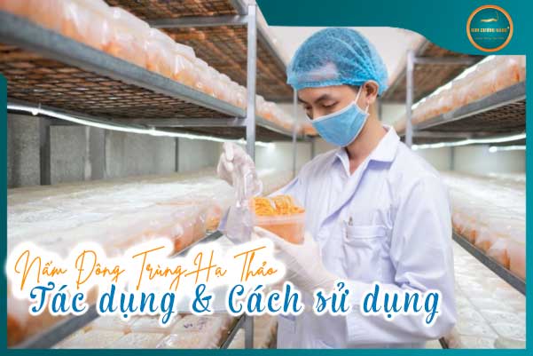 Nấm Đông Trùng Hạ Thảo: Tác Dụng Và Cách Sử Dụng