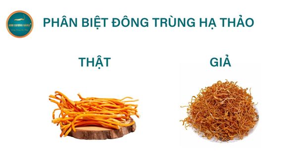 Cách phân biệt Đông Trùng Hạ Thảo