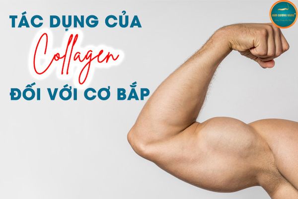 Tác dụng của Collagen đối với cơ bắp