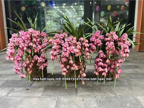 Content bán hoa - Địa Lan