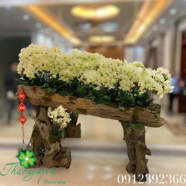 Content bán hoa - Lan tươi trắng