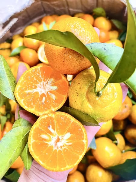 Content thực phẩm sạch - Quýt đường sinh thái