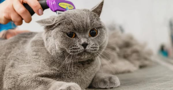 Content khai trương cửa hàng - Cửa hàng thú cưng