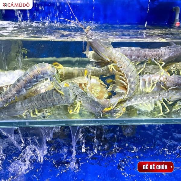 Mẫu đăng bài bán hải sản -&nbsp;Bề bề chúa