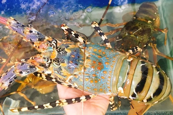 Mẫu đăng bài bán hải sản -&nbsp;Tôm hùm bông