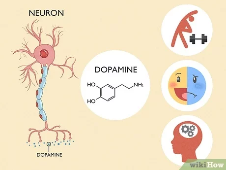 Dopamine: Con đường dẫn đến khoái cảm