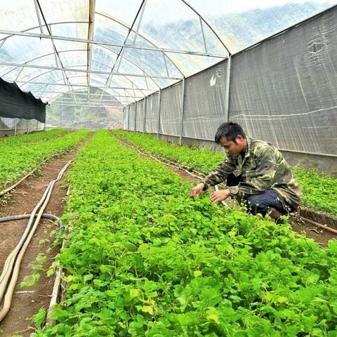 Toong Xăng Xanh – A Cooperative of Hope