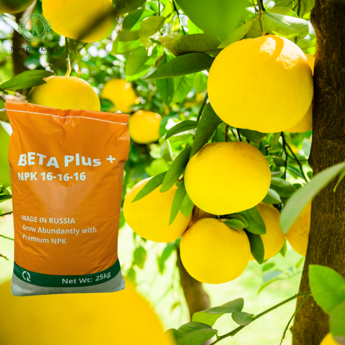 Phân bón 16-16-16 hỗ trợ dinh dưỡng tối ưu, đảm bảo cây sinh trưởng tốt và năng suất cao