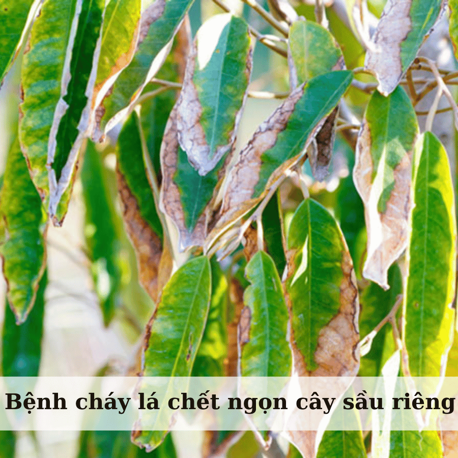 Bệnh Cháy Lá Chết Ngọn Trên Cây Sầu Riêng: Nguyên Nhân và Biện Pháp Phòng Trừ Hiệu Quả